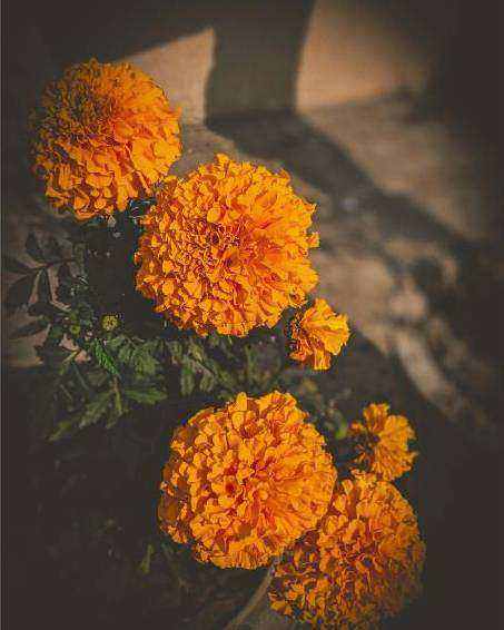Bouquet classique