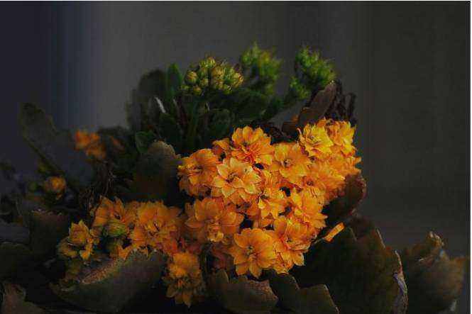 Bouquet luxe rapide