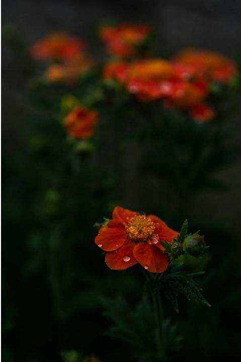 Bouquet sur mesure
