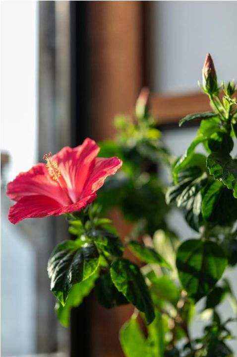 Galerie bouquet 2
